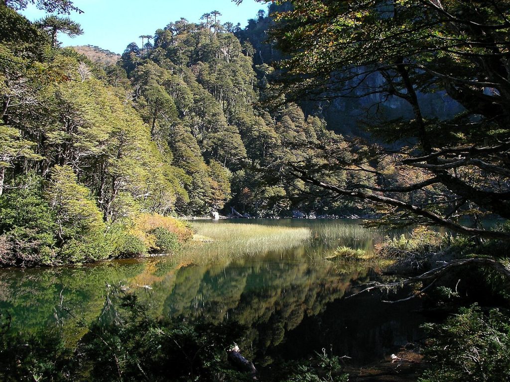 Orilla de un lago chileno
