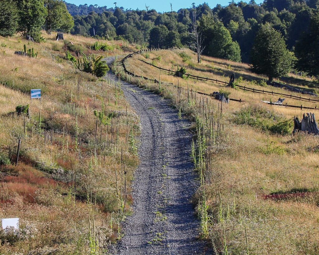 Camino rural chileno