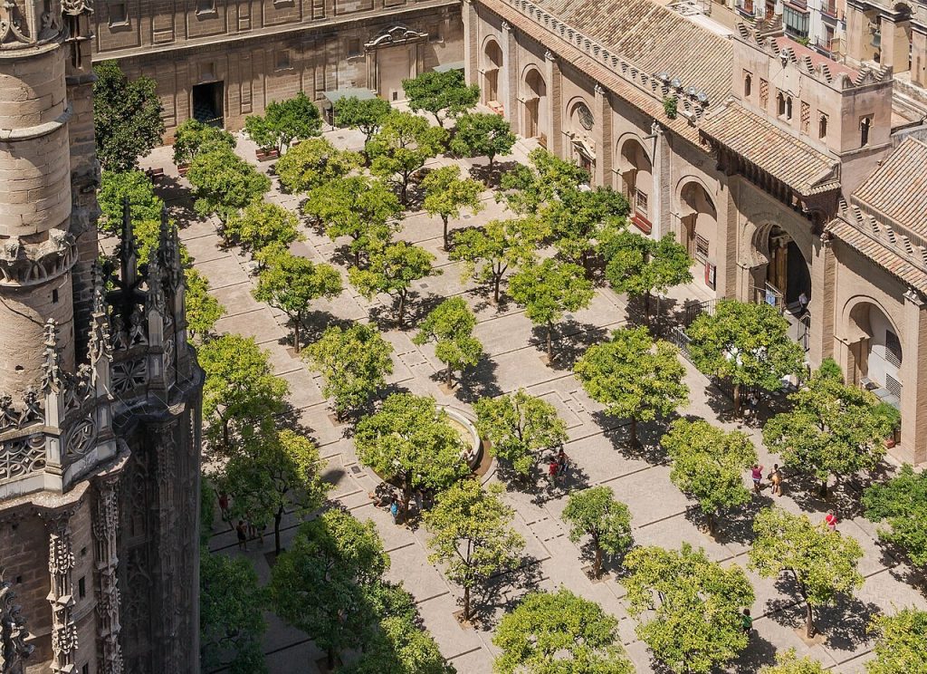 Árbol en un patio